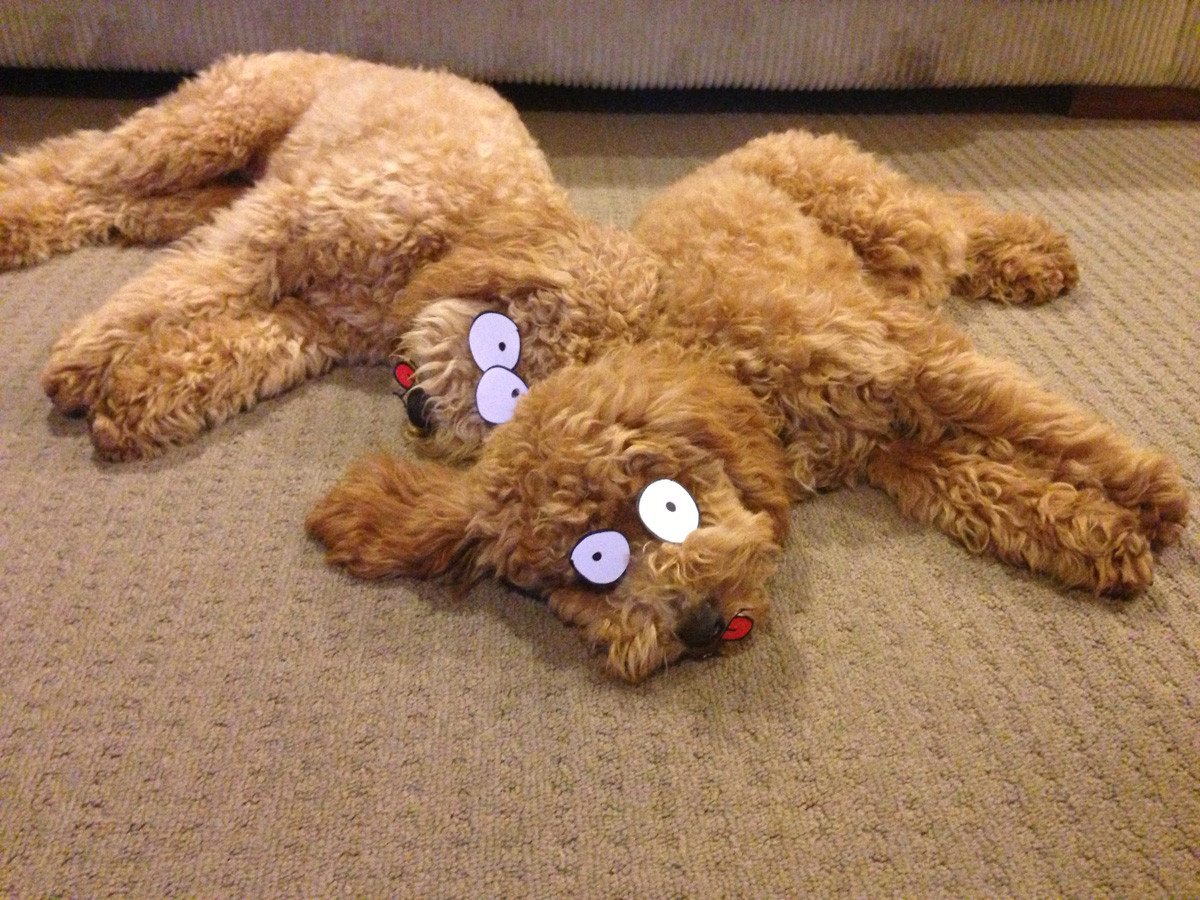 Two sleeping dogs...TWICE THE FUN!