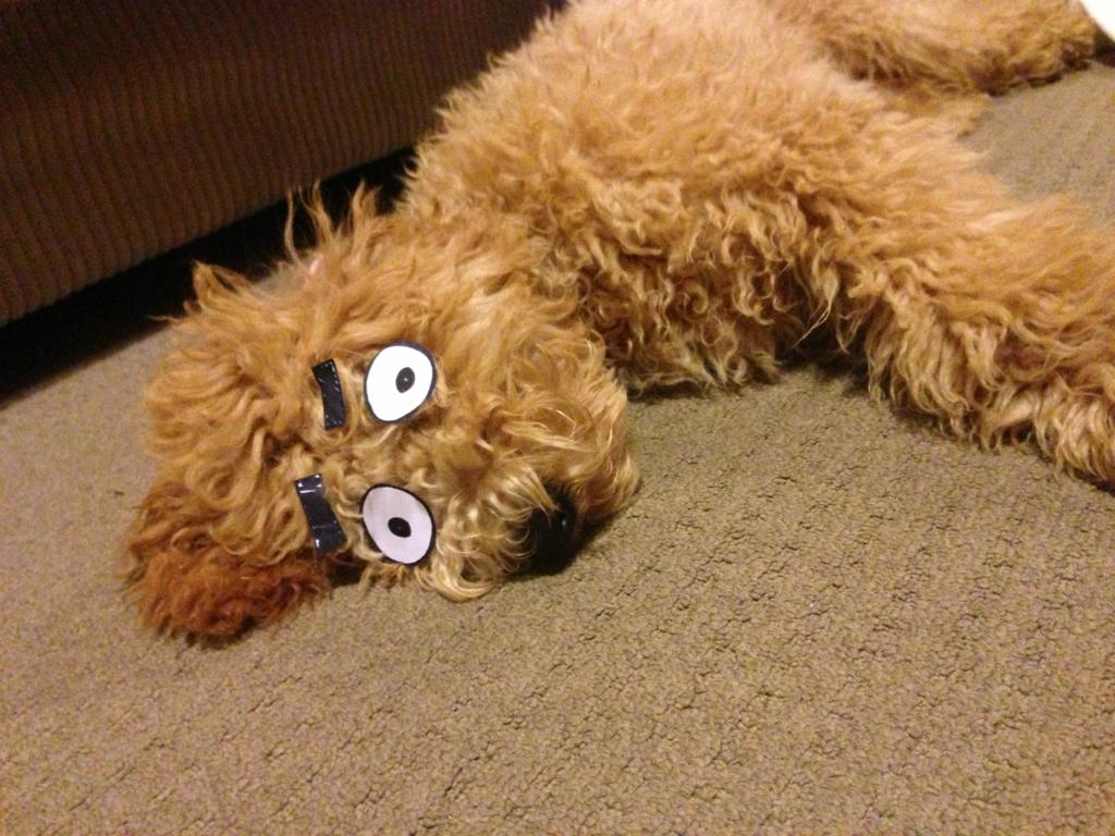 I don't blame him for sleeping with his eyes open, with an owner like that around.