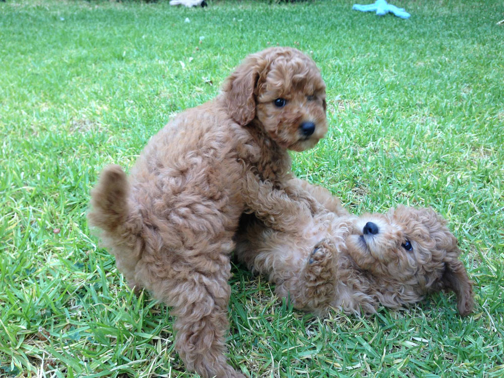 Added bonus: Here's Boo and Bean as puppies and without the paper eyes. Sweet enough to give you diabetes.