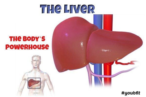 the liver-the Bodys Powerhouse